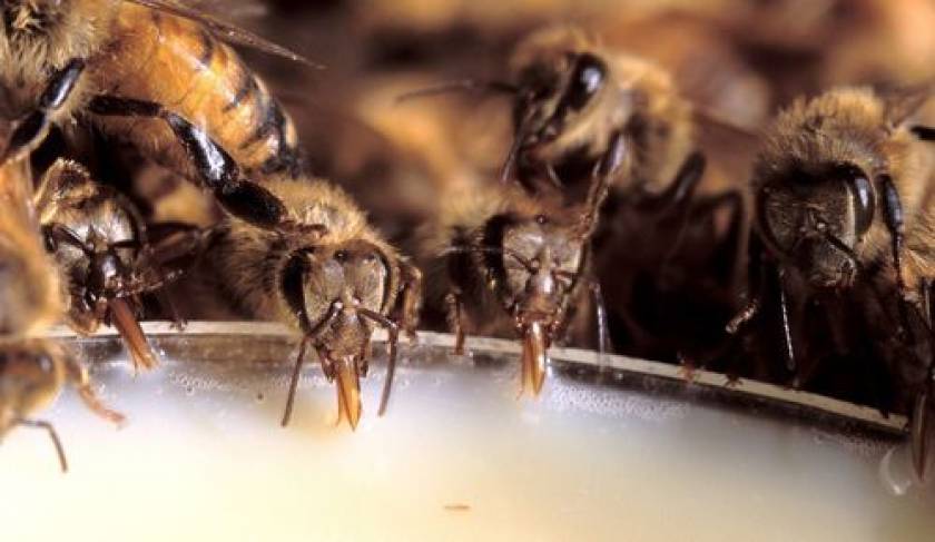 SOS εκπέμπουν… οι μέλισσες