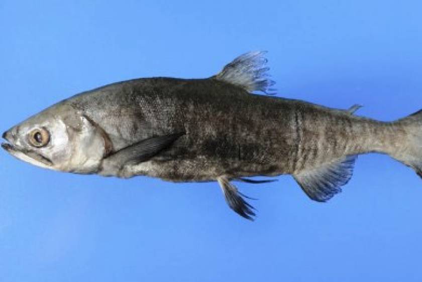 Επανεμφανίστηκε… εξαφανισμένο είδος ψαριού