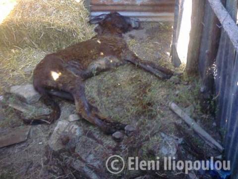 Νεκρός ο γάιδαρος που δηλητηρίασαν με χημικές ουσίες