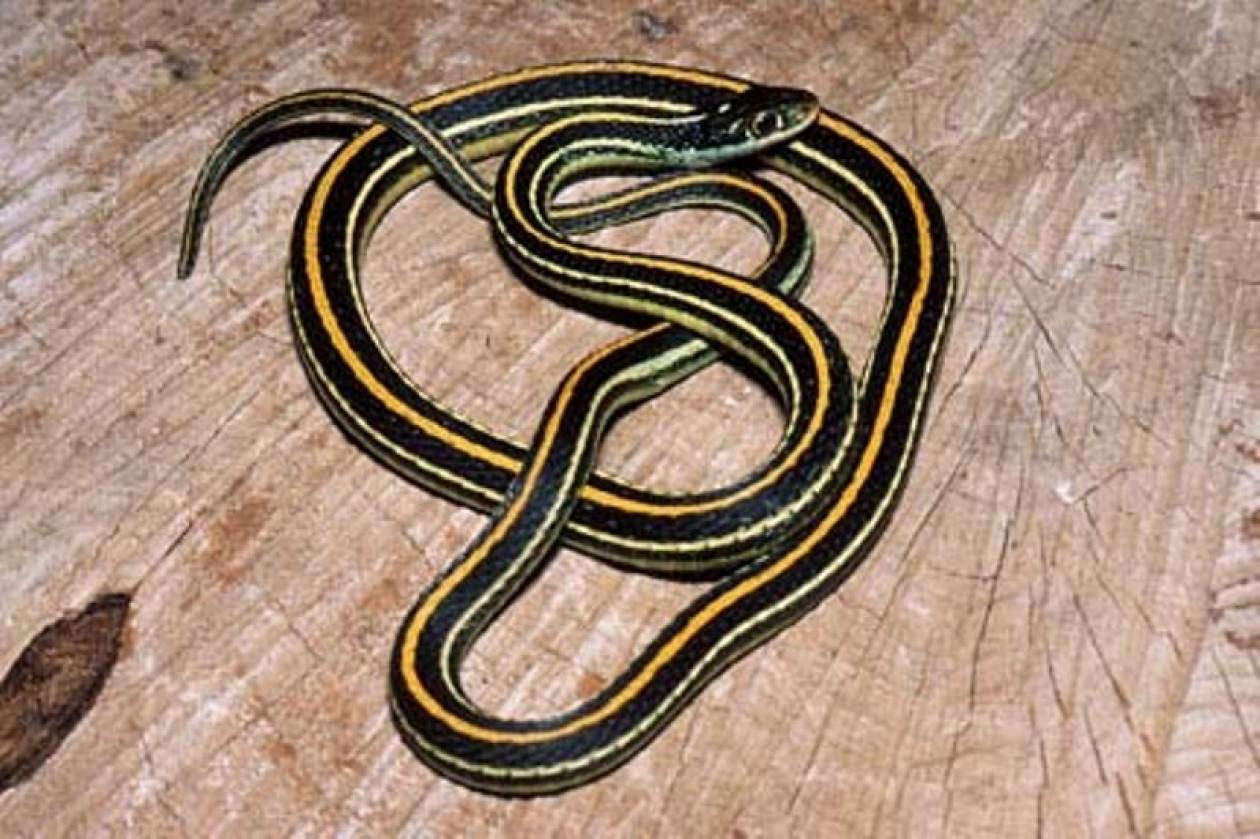 Змеи с полосками на спине