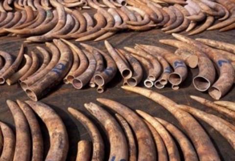 «Άνθισε» το κυνήγι ελεφαντόδοντου το 2011