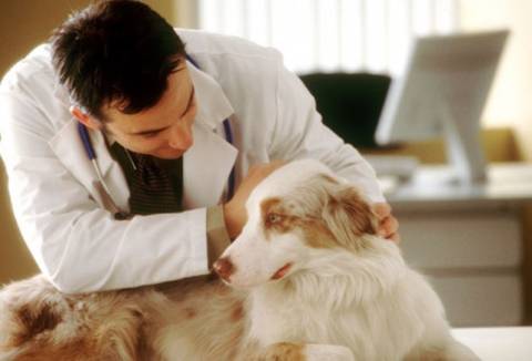 Ιωάννινα: Μαζικοί εμβολιασμοί σκύλων
