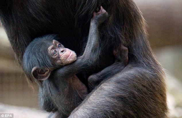 Μητέρα εγκατέλειψε το μικρό της και το υιοθέτησε άλλος χιμπατζής 