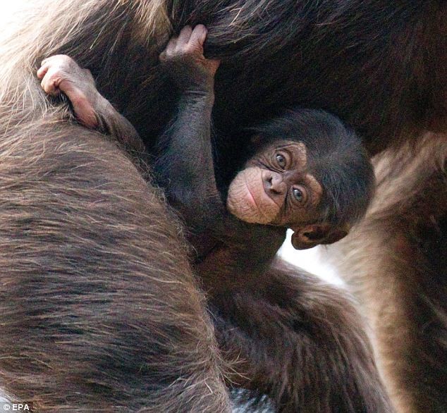 Μητέρα εγκατέλειψε το μικρό της και το υιοθέτησε άλλος χιμπατζής 