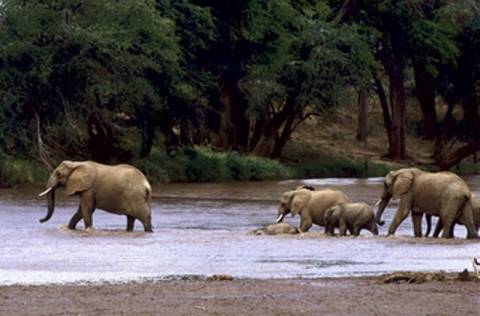 «Τάφος» ελεφάντων έγινε εθνικό πάρκο του Καμερούν