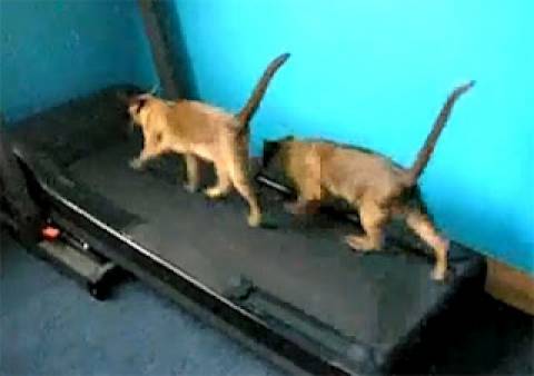 Όταν οι γάτες κάνουν… διάδρομο γυμναστικής!