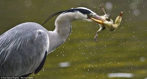 Ένα πεινασμένο πουλί προσπαθεί να φάει το άλλο