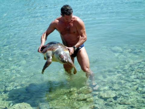 Νεκρή θαλάσσια χελώνα στο Ναύπλιο