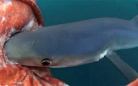 Βίντεο: Γιγαντιαίο καλαμάρι στα σαγόνια του καρχαρία!