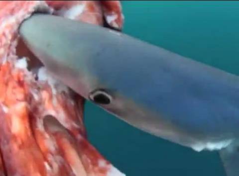 Βίντεο: Καρχαρίας τρώει νεκρό καλαμάρι