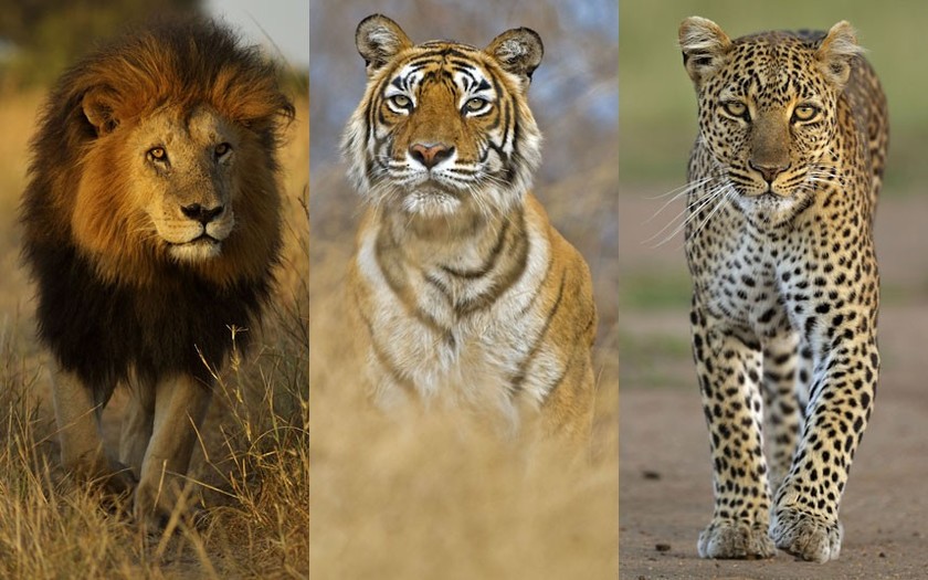 Εκπληκτικές φωτογραφίες από άγρια ζώα!