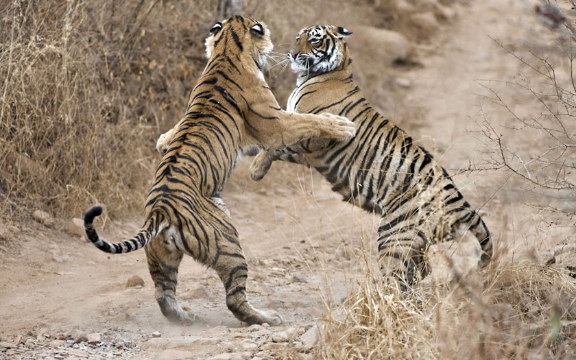 Εκπληκτικές φωτογραφίες από άγρια ζώα!