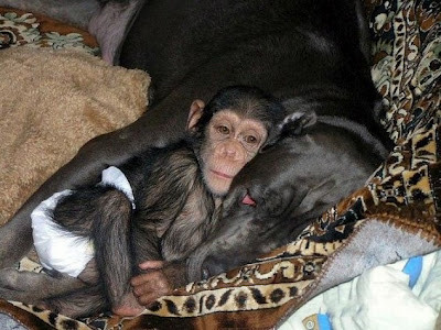 Απίστευτο: Σκύλος υιοθέτησε χιμπατζή! (pics)