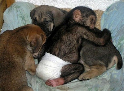 Απίστευτο: Σκύλος υιοθέτησε χιμπατζή! (pics)