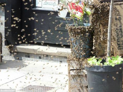 Απίστευτο: Πολιορκία 3,000 μελισσών σε... ανθοπωλείο! (pics)