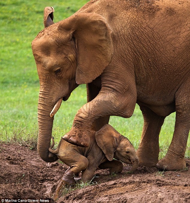 Εκπληκτικό: Μαμά ελεφαντίνα διασώζει το μωρό της (pics)