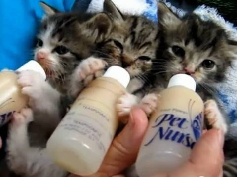 Το γλυκό βίντεο της μέρας: Νεογέννητα γατάκια πίνουν γάλα από μπιμπερό