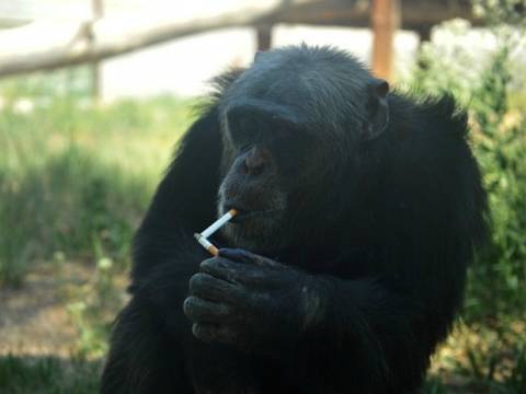 Βίντεο: Χιμπατζής καπνίζει και πίνει μπύρες!