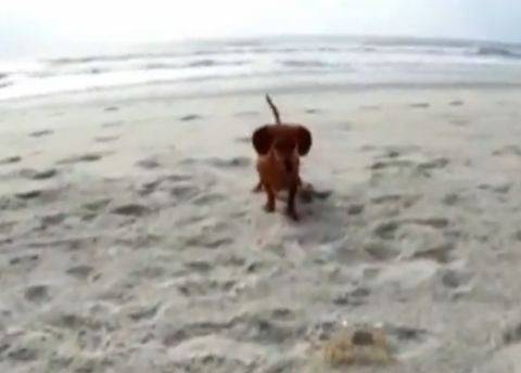 Βίντεο: Ο σκύλος που κυνηγά ένα καβούρι