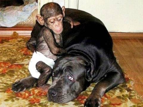 Σκύλος υιοθέτησε έναν ορφανό χιμπατζή