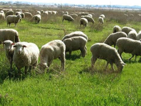 Κεραυνός σκότωσε 400 πρόβατα στα Ιωάννινα!