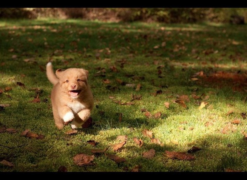 Ντένβερ: Το πιο γλυκό σκυλάκι στον κόσμο κατακτά το Διαδίκτυο (pics)