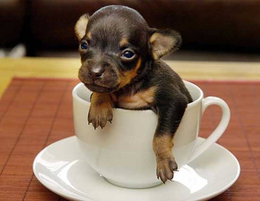 Το μικρότερο σκυλί στον κόσμο