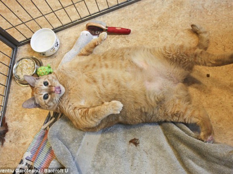 Πέθανε ο πιο χοντρός γάτος του κόσμου
