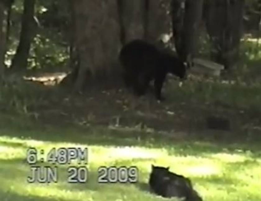 Video: Η αρκούδα είδε τη γάτα και φοβήθηκε