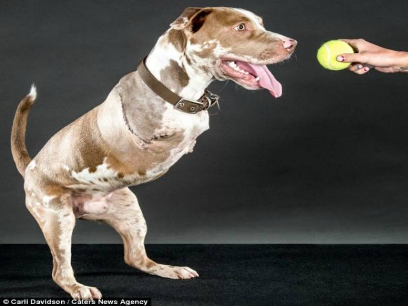Συγκλονιστικό: Το σκυλάκι που έμαθε να περπατά σαν άνθρωπος