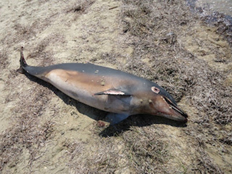 Βρέθηκε νεκρό δελφίνι στη Χαλκιδική