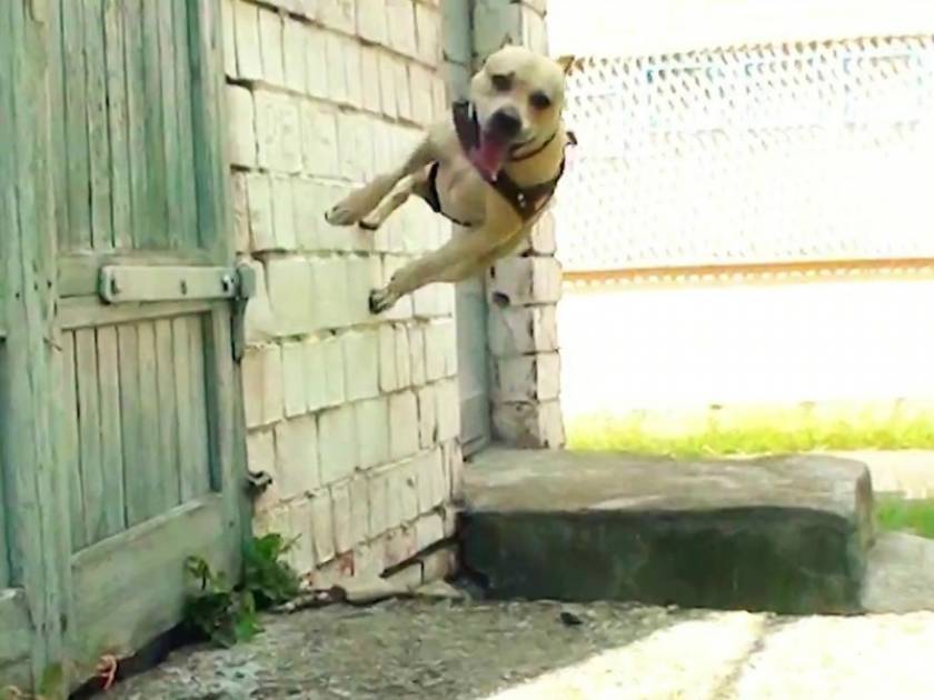 Βίντεο: Ο σκύλος που κάνει parkour και σαρώνει στο You Tube