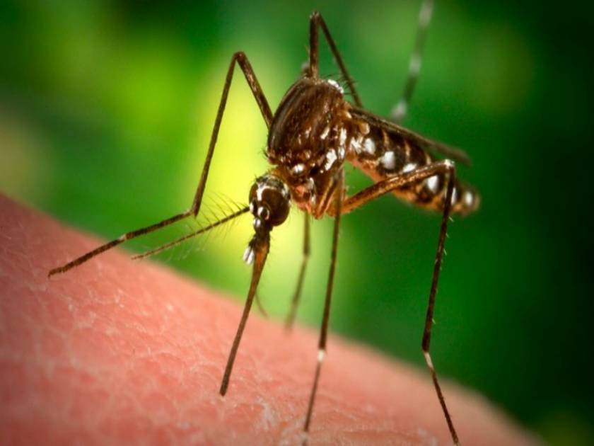 10 πράγματα που ίσως δεν γνωρίζατε για τα κουνούπια