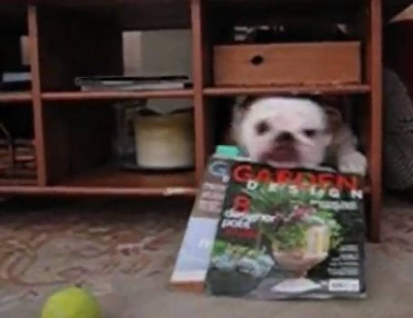 Video: Ο χοντρός σκύλος κόλλησε στην τρύπα