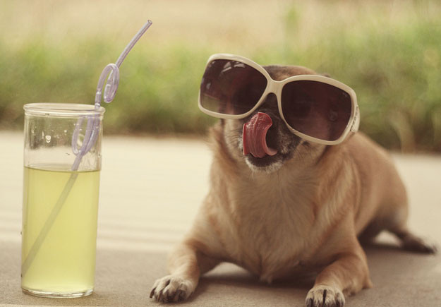 20 σκυλάκια που δεν θέλουν να τελειώσει το καλοκαίρι (pics)