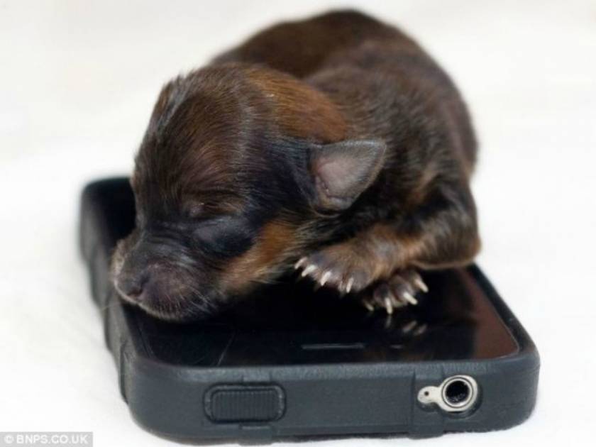 Κουτάβι έχει μέγεθος ενός iPhone (pics)