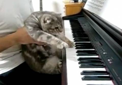 Video: Η γάτα που παίζει πιάνο