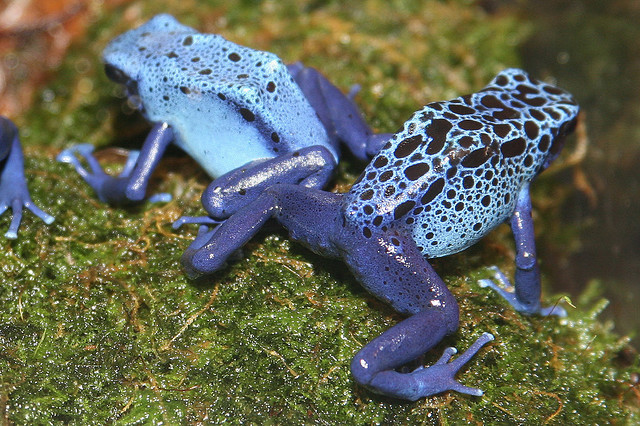 Ο μπλε βάτραχος-δηλητήριο 