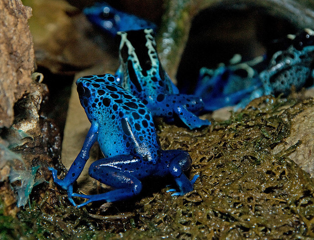Ο μπλε βάτραχος-δηλητήριο 