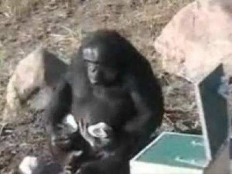 Βίντεο: Χιμπατζής κατασκευάζει εργαλεία και τα χρησιμοποιεί