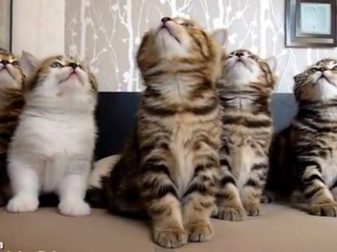 Απίθανο βίντεο: Τα πιο συγχρονισμένα γατάκια που έχετε δει