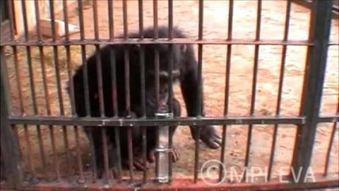 Βίντεο: Είσαι εξυπνότερος από έναν χιμπατζή;