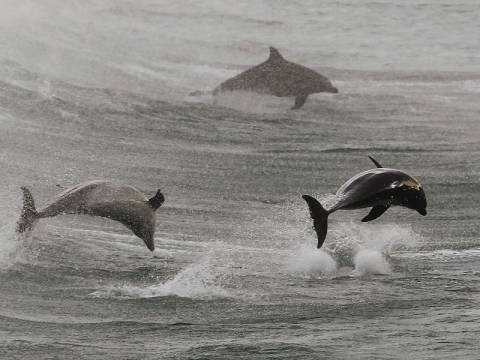 Έκαναν σέρφινγκ παρέα με δελφίνια (pics)
