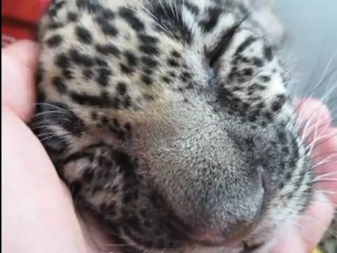 Βίντεο: Νεογέννητο τζάγκουαρ κοιμάται σε ανθρώπινη παλάμη