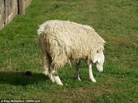 Βίντεο: Σάλος για το πρόβατο που γεννήθηκε με το κεφάλι... ανάποδα!