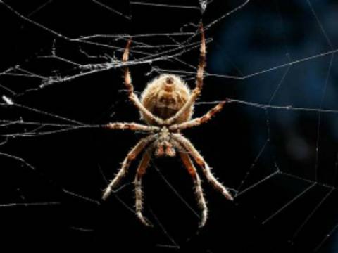 10 πράγματα που δεν ξέρετε για τις αράχνες!