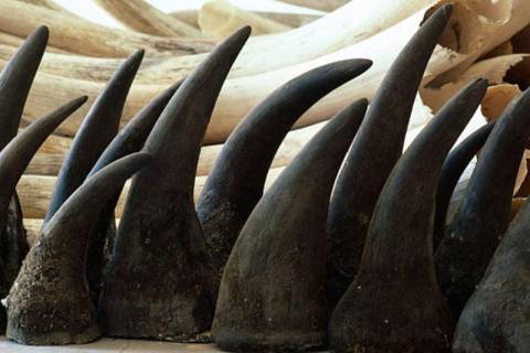 Βαριά τιμωρία για λαθρέμπορο κεράτων ρινόκερου