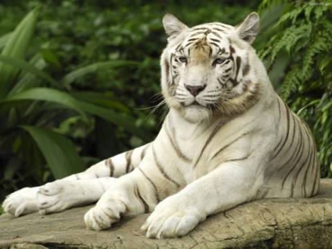 Απίστευτο: Άγρια τίγρης επιτέθηκε σε υπαλλήλους ζωολογικού κήπου