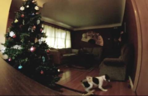 Ξεκαρδιστικό βίντεο: Μόνος στο Σπίτι...  η σκυλίσια version