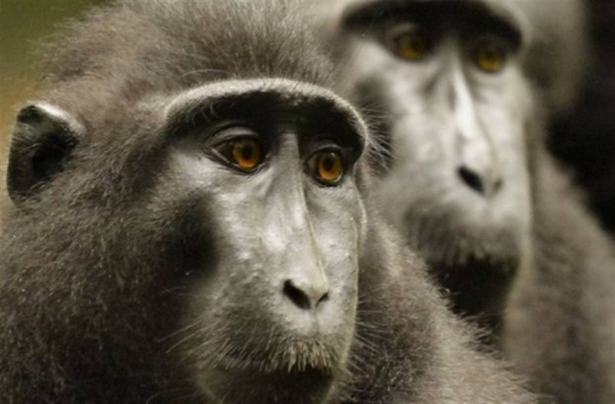 Αποτέλεσμα εικόνας για πίθηκοι μακάκοι